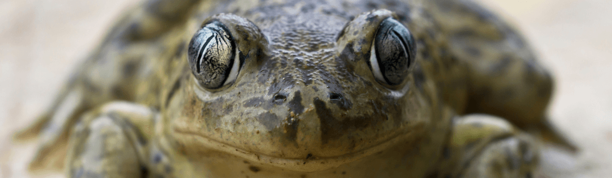 Armonía en los contrastes. Alquézar